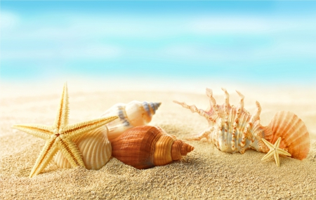 â™¥Seashellsâ™¥ - starfish, beach, seashell, sand