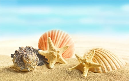 ♥Seashells♥