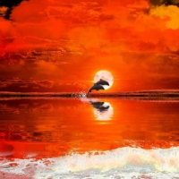 Red Sunset with Dolphins