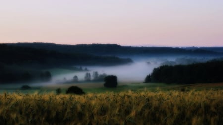 morning mist - nature, fields, trees, mist