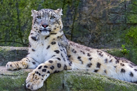 beautiful - snow leopard, beautiful, wallpaper, eye, look