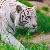tiger