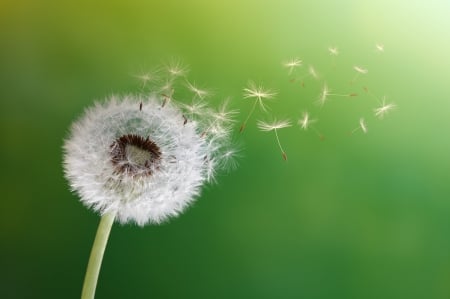 Dancing Dandelion - white, wind, nature, soft, green, dandelion, dancing