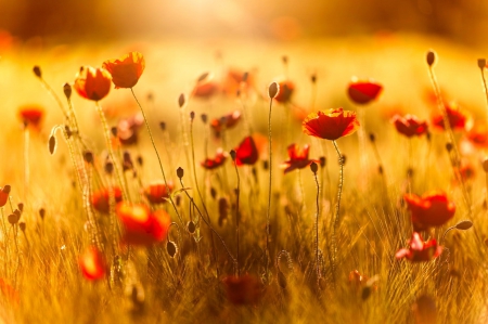 Golden Nature - golden nature, poppies, beautiful, splendor, field, light