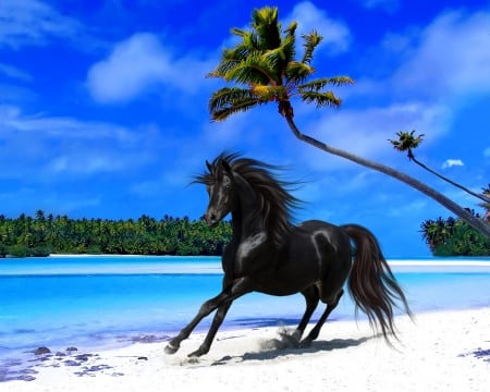 Horses - horses, summer, beautiful, trees, sea