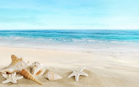 beach - tropics, shells, beach, sea, sand