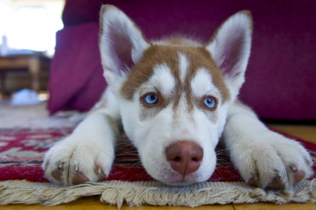 ✿⊱•╮Husky ╭•⊰✿ - dog, animal, dogs, animals