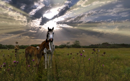 Mom and Colt at Sunset - horses, field, sunset, clouds