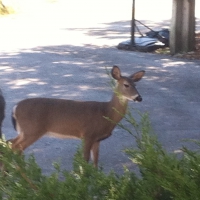 The Curious Deer