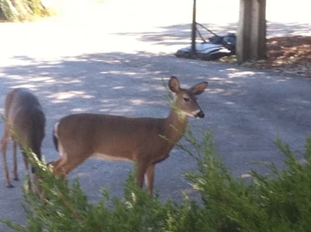 The Curious Deer - bush, animal, deer, Emerald Isle