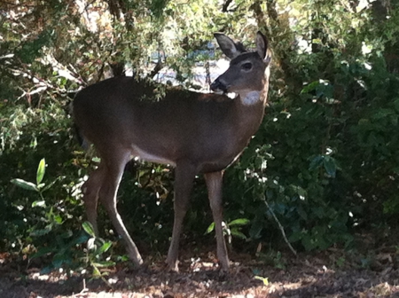 The Deer - animal, emerald isle, deer, woods