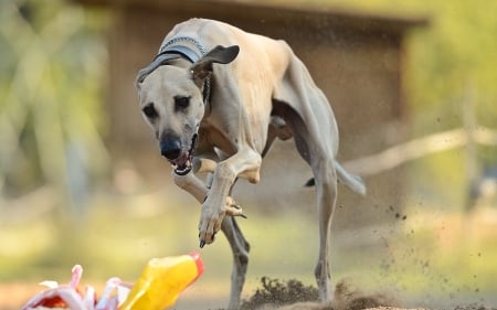 arabian dog - sand, jump, run, dog