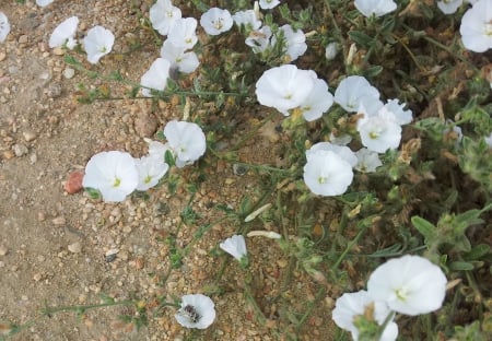 Desert flower and desert bee species - bee, nature, desert, ecology, flower