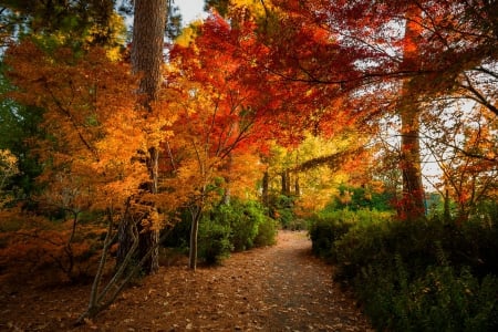 Maple Rainbow - trees, yellow, beautiful, orange, leaves, trail, Texas, autumn, red, green, plants, park