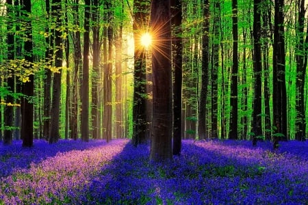 Forest sunlight - summer, blue, forest, light, flowers, woods, sun, sunlight, branches, carpet, trees, sunbeams, sunshine, morning, wildflowers, glow, nature, rays