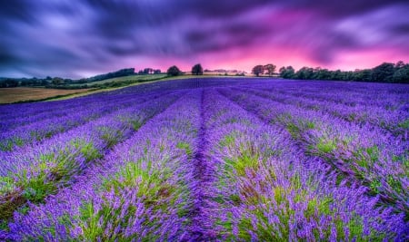 Lavender farm - farm, sky, sunset, field, frgrance, pretty, scent, lavender, summer, lovely, nature, blue, beautiful, neadow, colors, flowers, photo