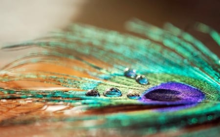 Peacock feather - feather, purple, pink, abstract, peacock, orange, texture, macro, water drop, green