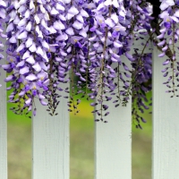 Wisteria Wallpapers - Desktop Nexus