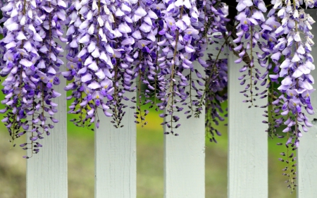 Wisteria - white, purple, wisteria, fence, flower, pink