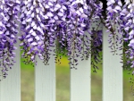 Wisteria