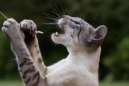 Cat - paws, face, pretty, cute, animals, beautiful, cat, sleeping, kitty, cats, kitten, hat, lovely, cat face