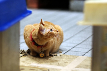 Cat - hat, pretty, cat face, beautiful, lovely, paws, cat, kitten, cute, cats, face, sleeping, animals, kitty