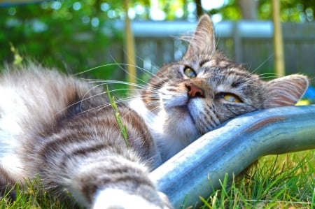 Cat - hat, pretty, cat face, beautiful, lovely, paws, cat, kitten, cute, cats, face, sleeping, animals, kitty