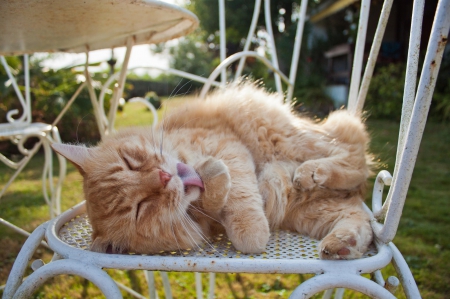 Cat - paws, face, pretty, cute, animals, beautiful, cat, sleeping, kitty, cats, kitten, hat, lovely, cat face