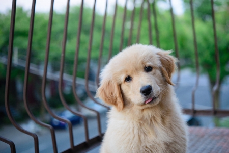 Dog - pretty, puppys, beautiful, dog, lovely, sweet, animal, dogs, cute, puppy, animals