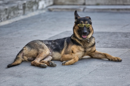 German shepherd - pretty, puppys, beautiful, dog, lovely, sweet, animal, dogs, cute, puppy, animals