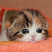 cute little kitty