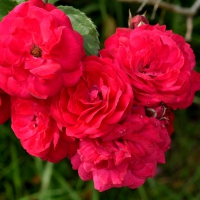 Red Summer Roses