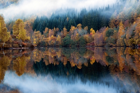 âœ¿âŠ±â€¢â•®Beautiful lake reflection â•­â€¢âŠ°âœ¿ - nature, lake, forest, reflection