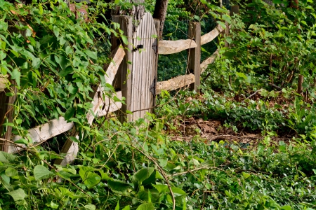 Wooded Country Fence - wooded area, fence, wooden fence, country scene, country fence, wooded country fence