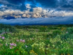 âœ¿âŠ±â€¢â•®Flowering field  â•­â€¢âŠ°âœ¿