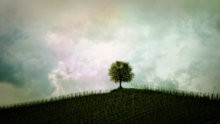 vineyard - nature, vineyard, sky, tree