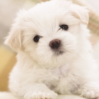 cute