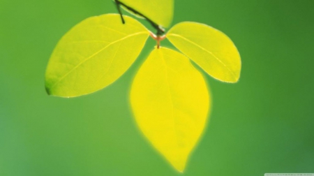 Tree leaves - photography, summer, wallpaper, leaf, spring, hd, abstract, forest, macro, close-up, leaves, green