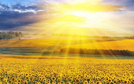 sunflower fields, - sunflower fields, sunflower, light, summer