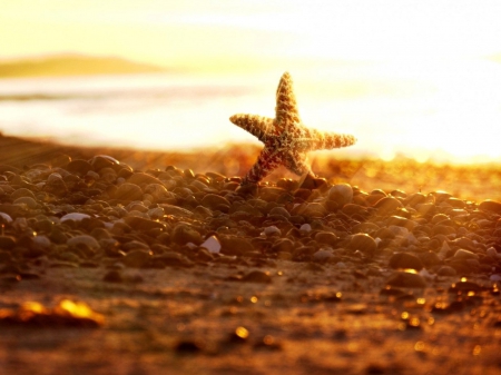 starfish - starfish, sunset, summer, beach, light