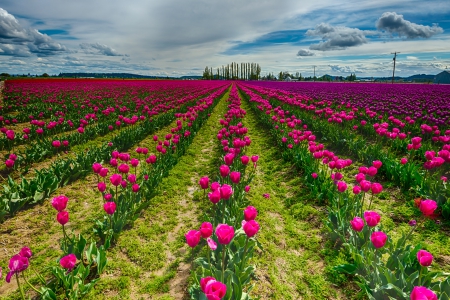 âœ¿âŠ±â€¢â•® Tulips â•­â€¢âŠ°âœ¿ - flowers, flower, nature, tulips