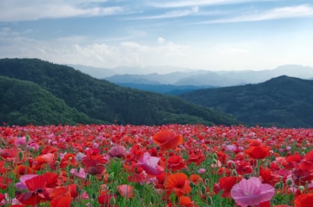 âœ¿âŠ±â€¢â•® Flowers on field â•­â€¢âŠ°âœ¿ - flowers, flower, fields, nature