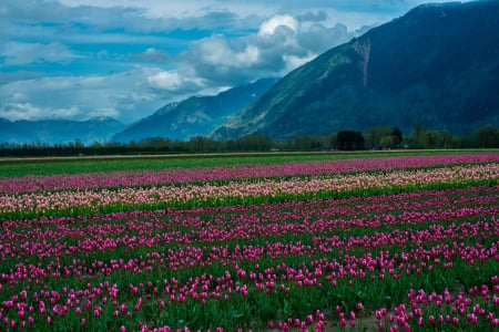 âœ¿âŠ±â€¢â•®Flowers on field â•­â€¢âŠ°âœ¿ - flowers, field, flower, nature