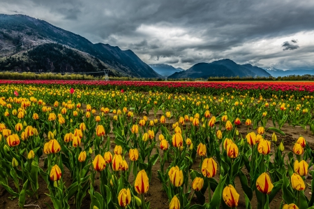 âœ¿âŠ±â€¢â•®Tulips  â•­â€¢âŠ°âœ¿ - flowers, flower, nature, tulips