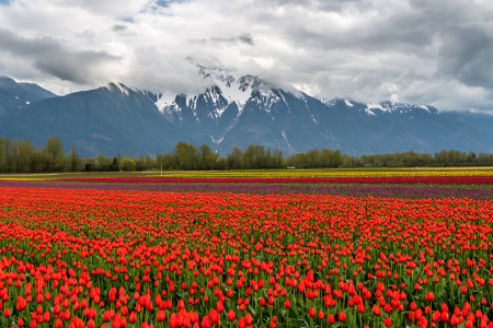 âœ¿âŠ±â€¢â•® â•­â€¢âŠ°âœ¿ - flowers, field, flower, nature