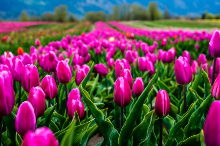 âœ¿âŠ±â€¢â•®Pink tulips  â•­â€¢âŠ°âœ¿ - flowers, flower, nature, tulips