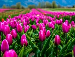 âœ¿âŠ±â€¢â•®Pink tulips  â•­â€¢âŠ°âœ¿