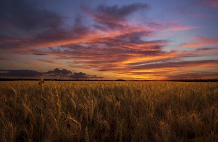 âœ¿âŠ±â€¢â•®Sunsetâ•­â€¢âŠ°âœ¿ - nature, field, sunset, sun