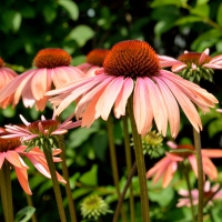 Amazing Flower Scene