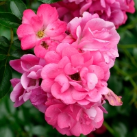 Pretty Pink Posies